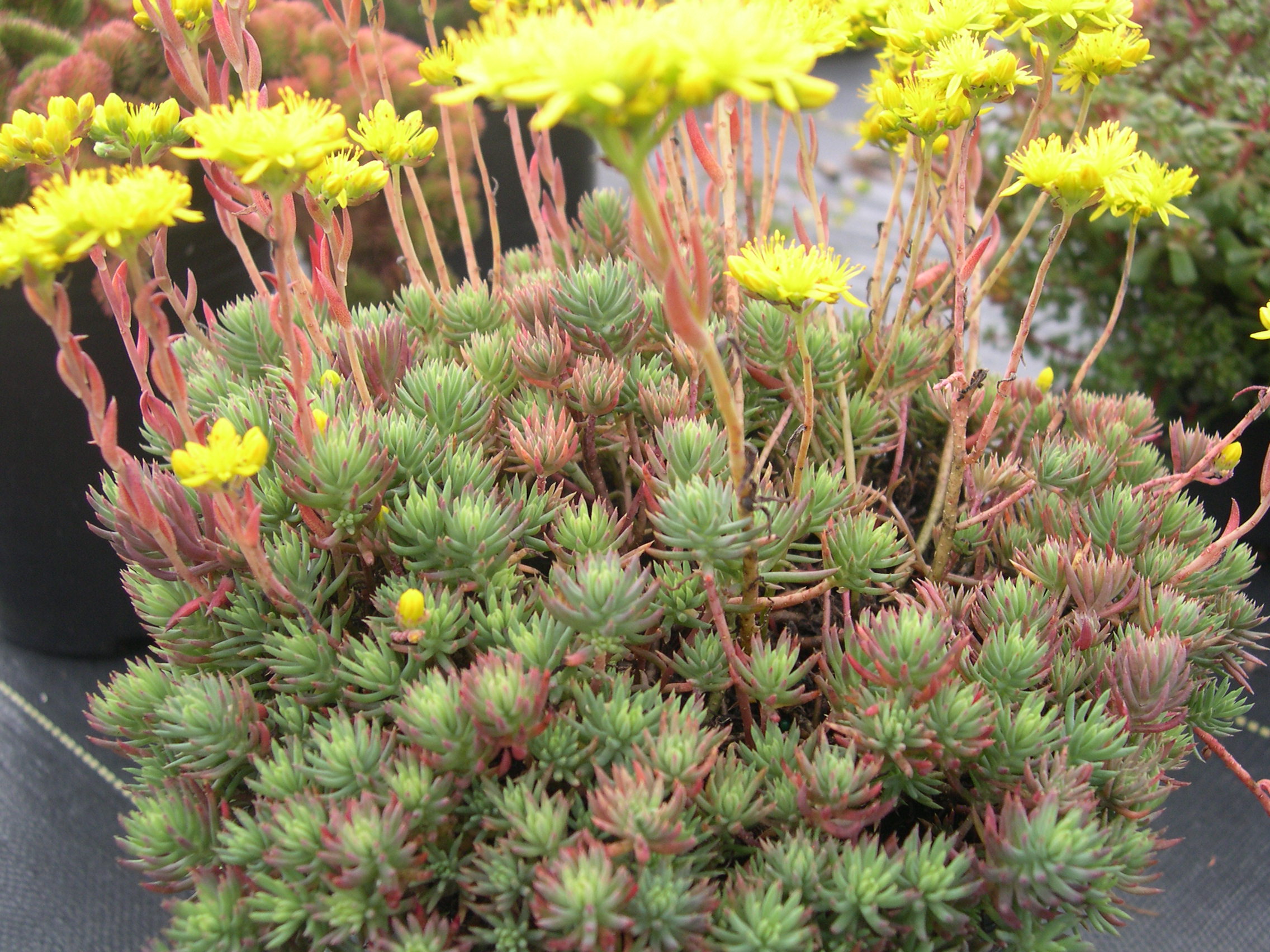 Sedum ochroleucum